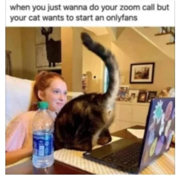 Cat_OnlyFans.webp