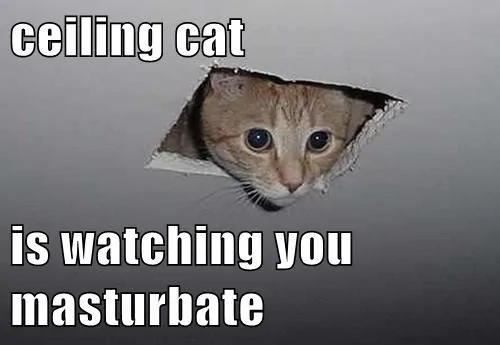 ceiling cat.webp