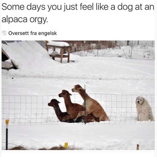Alpaca orgy.webp