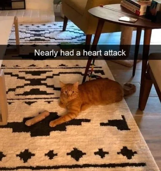 _nc_ohc=NA3efZ1p95oAb41Ht7u&_nc_ht=scontent-hou1-1.webp