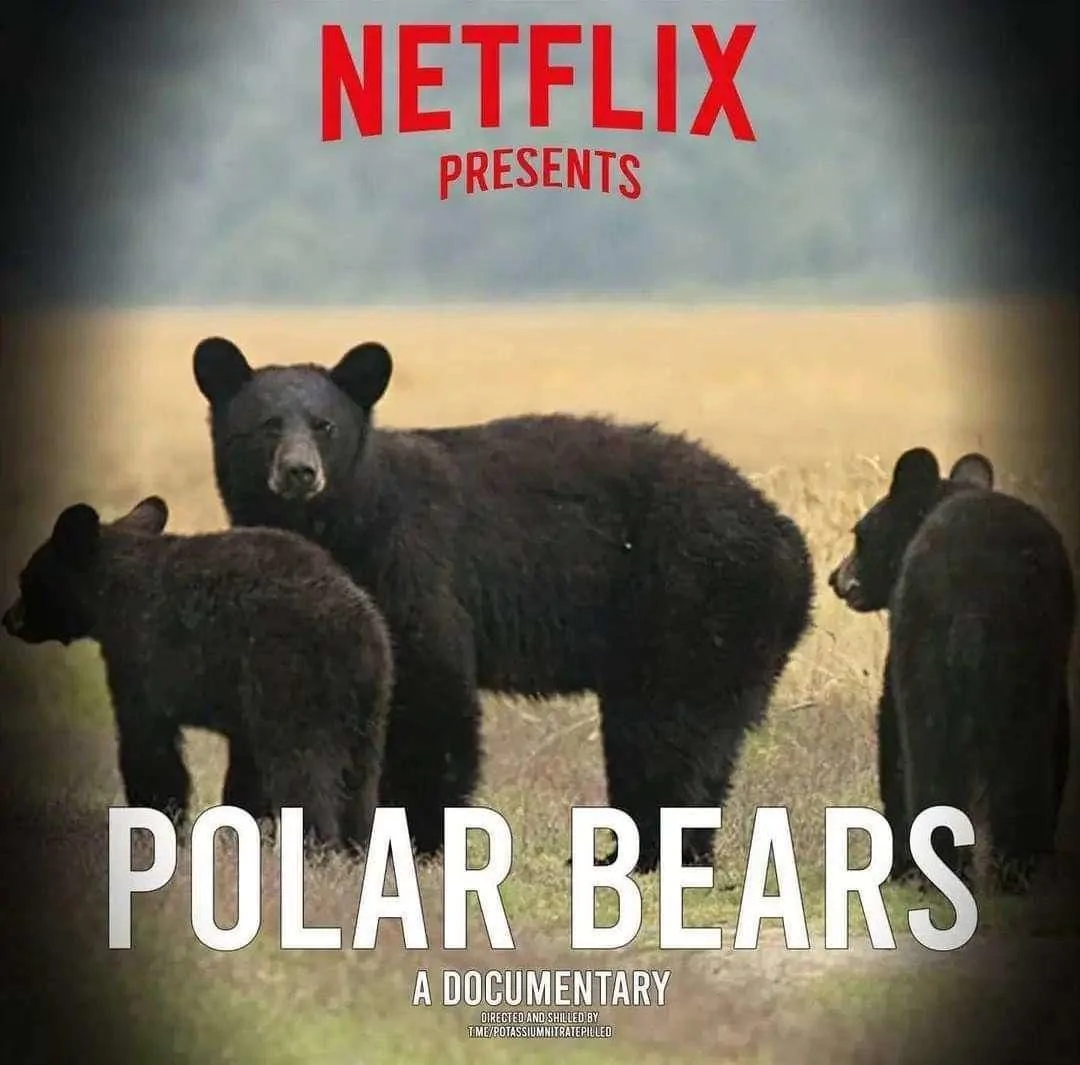 NetflixBears.webp