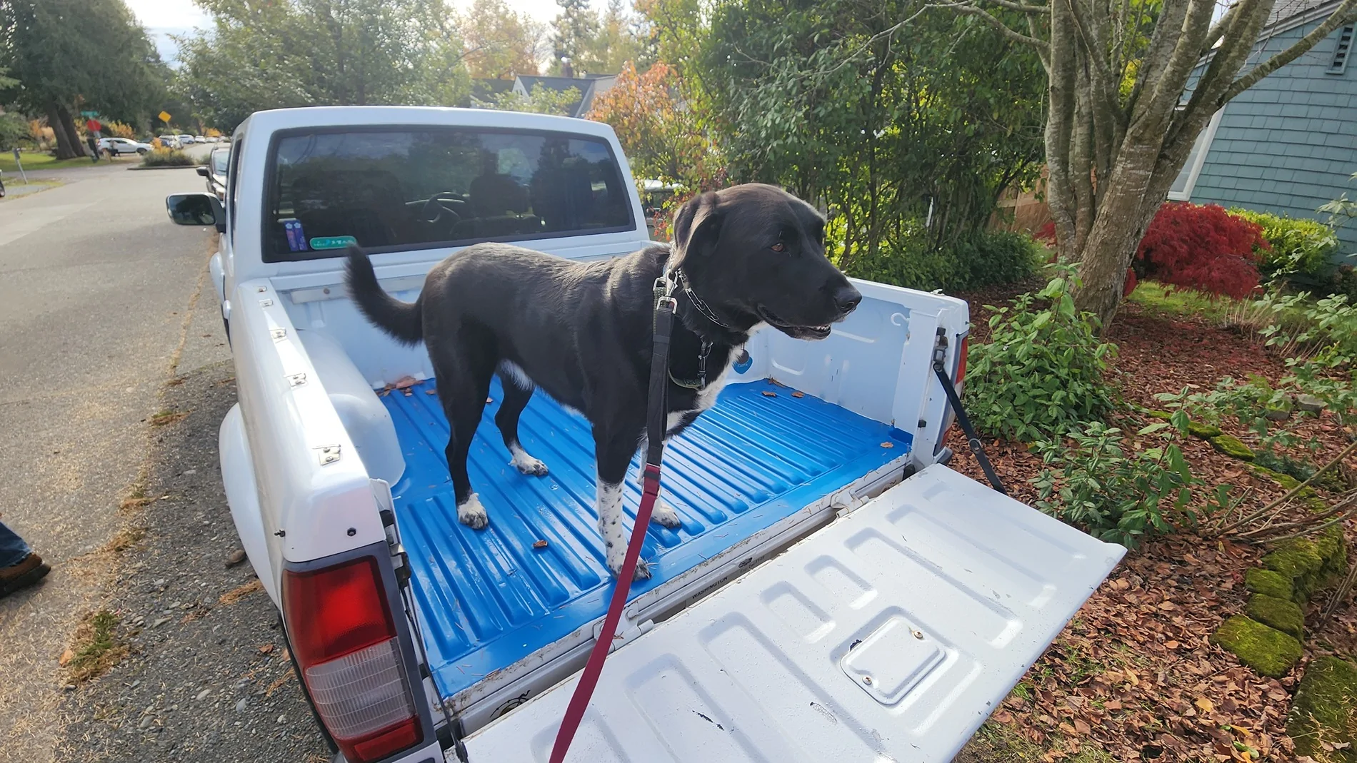 kasha_in_truck.webp