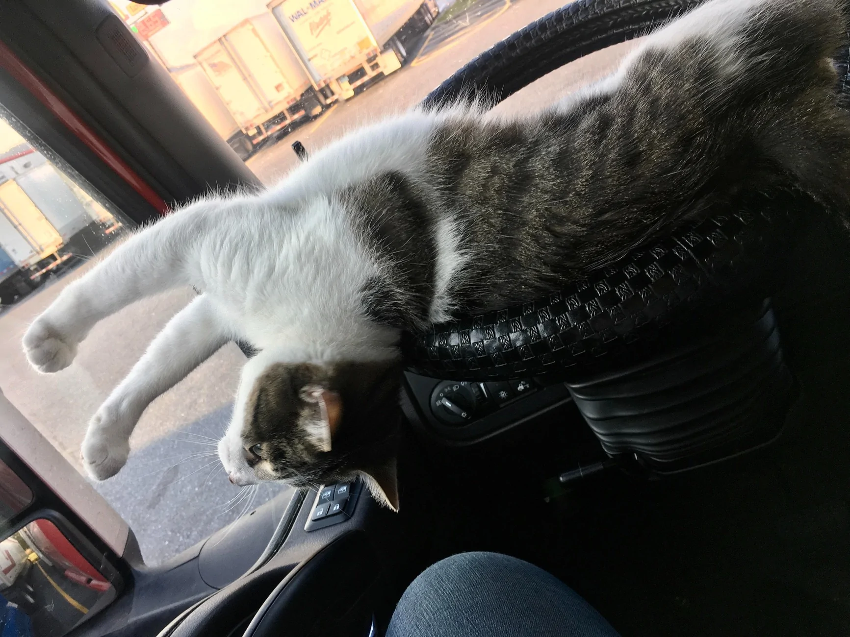 cat on steering wheel.webp