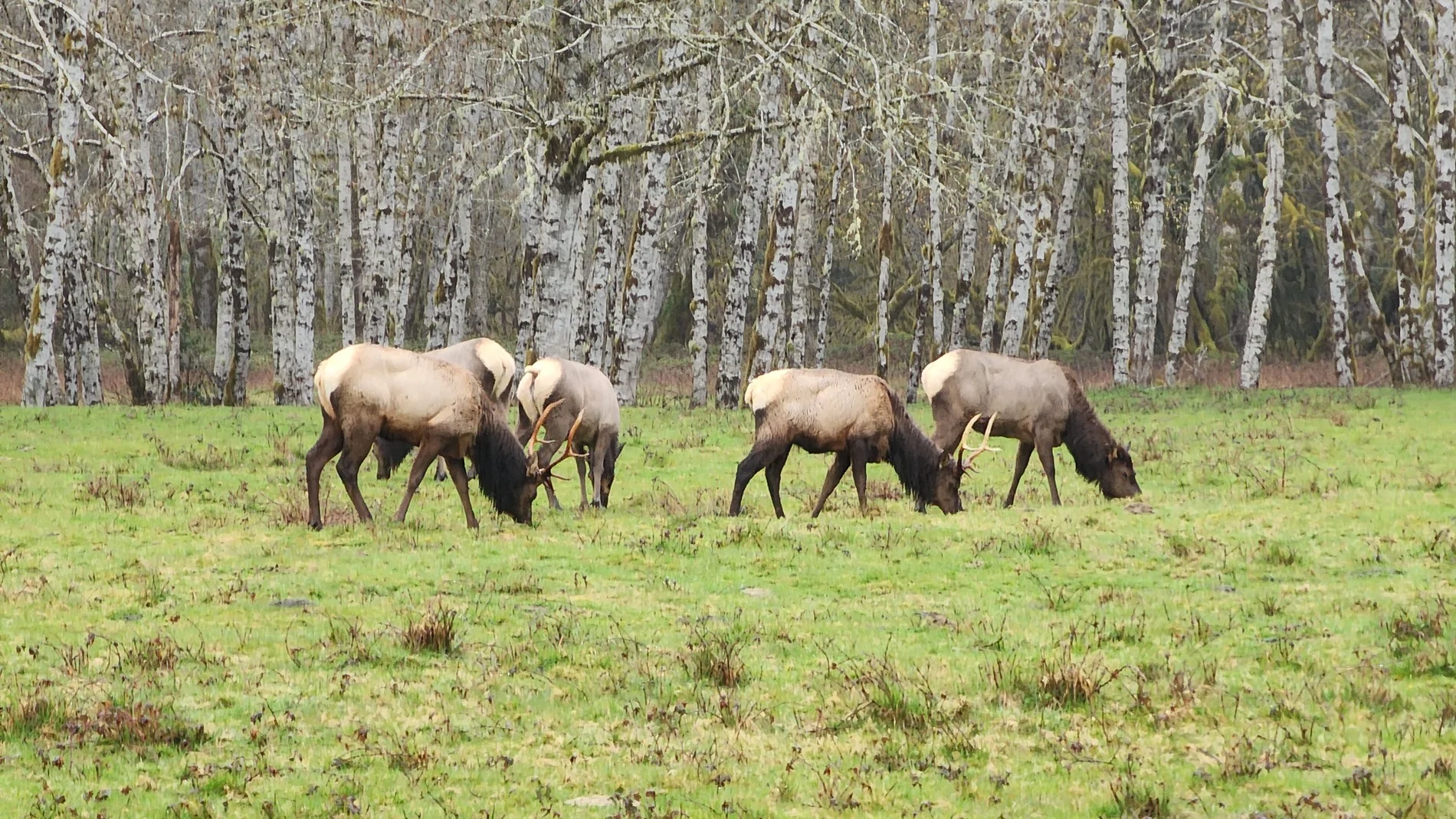 elk.webp