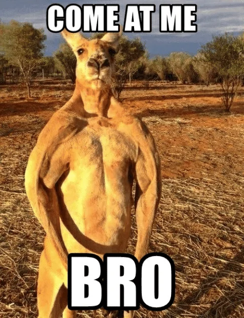 come-at-me-bro-kangaroo.webp