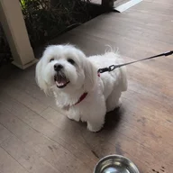Peteyboii